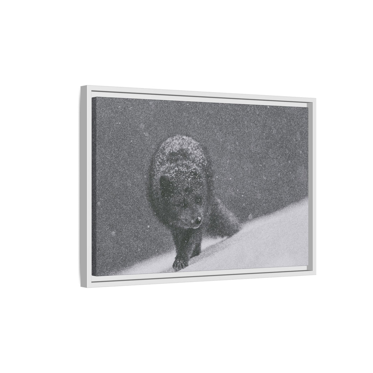 Arctic Fox in Snowfall, Quttinirpaaq National Park
