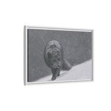 Arctic Fox in Snowfall, Quttinirpaaq National Park