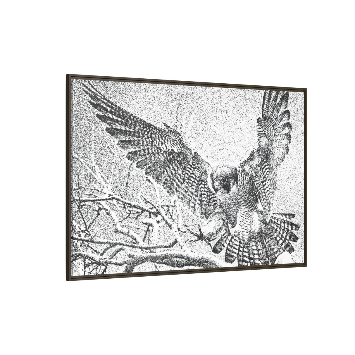 Peregrine Falcon in Flight, Tuktut Nogait National Park
