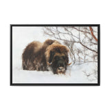 Muskox in Winter Silence, Aulavik National Park
