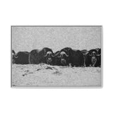 Musk Oxen in Winter