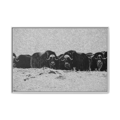 Musk Oxen in Winter