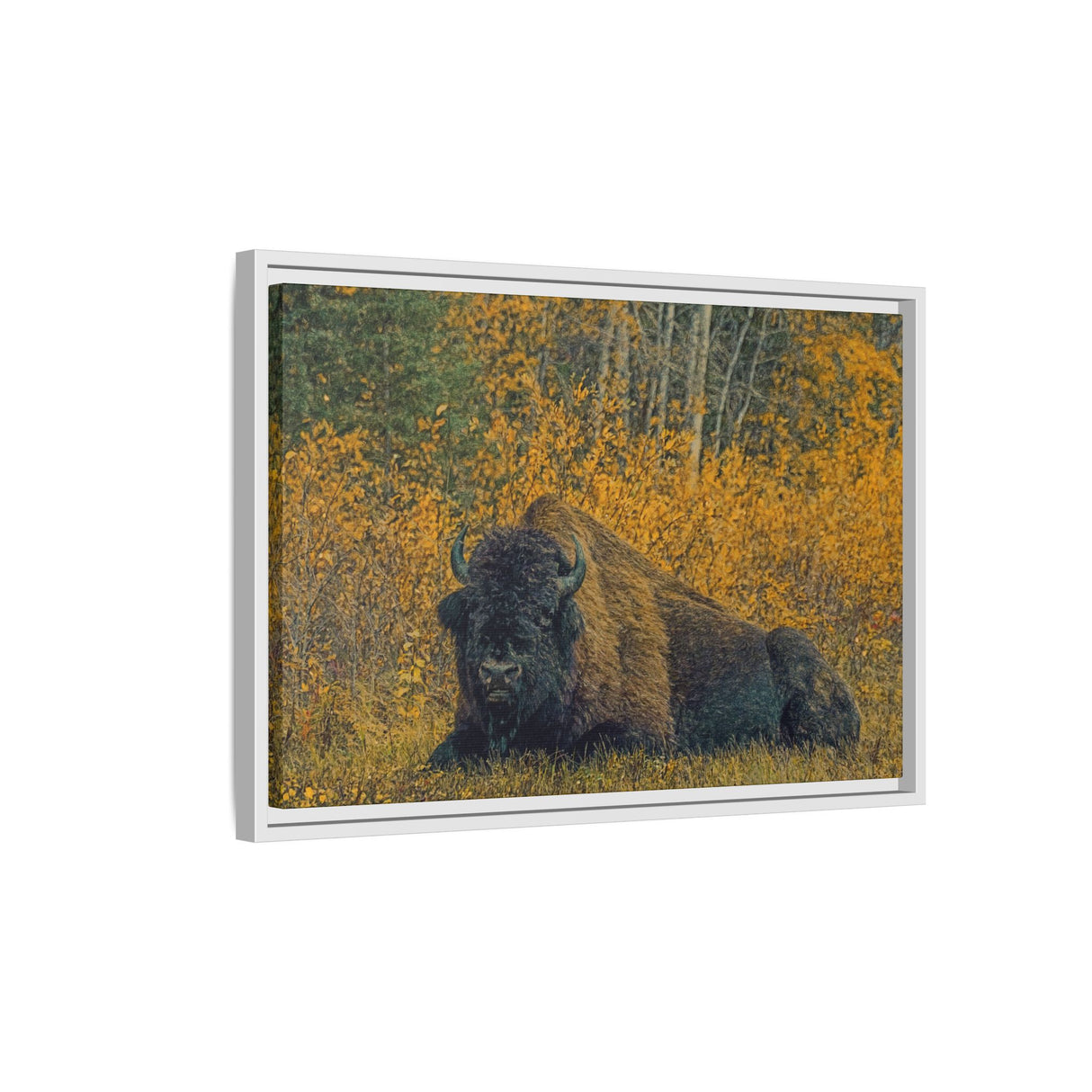 Resting Bison in Autumn, Wood Buffalo National Park