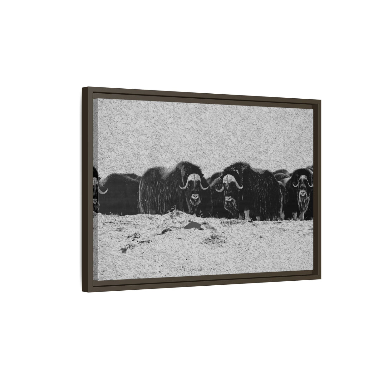 Musk Oxen in Winter