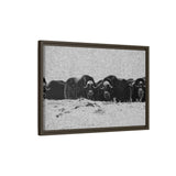 Musk Oxen in Winter
