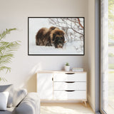 Muskox in Winter Silence, Aulavik National Park