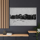 Musk Oxen in Winter
