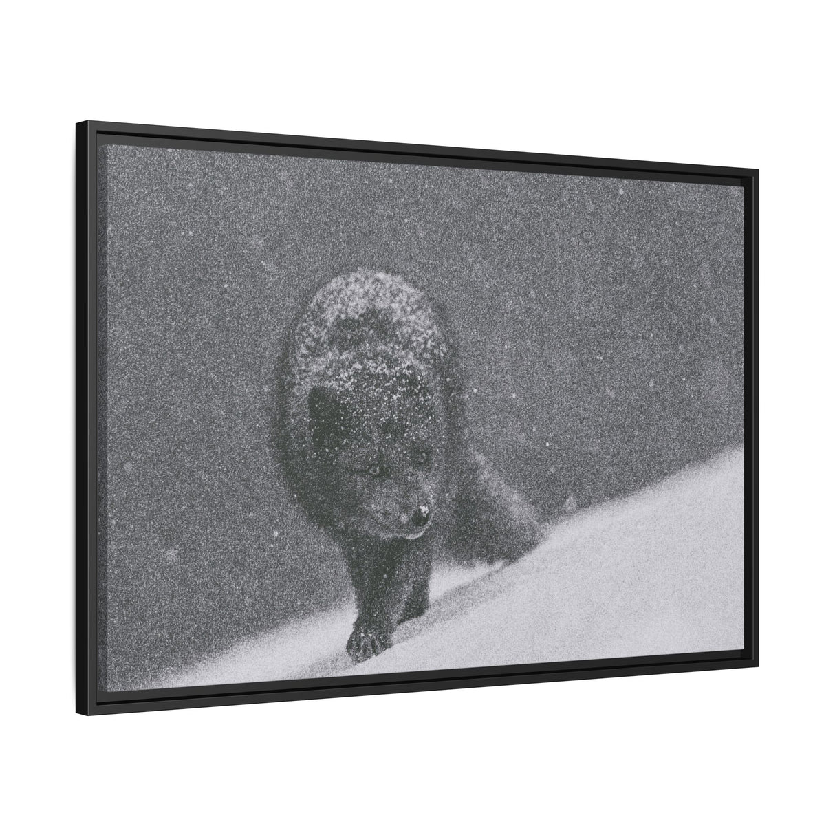 Arctic Fox in Snowfall, Quttinirpaaq National Park