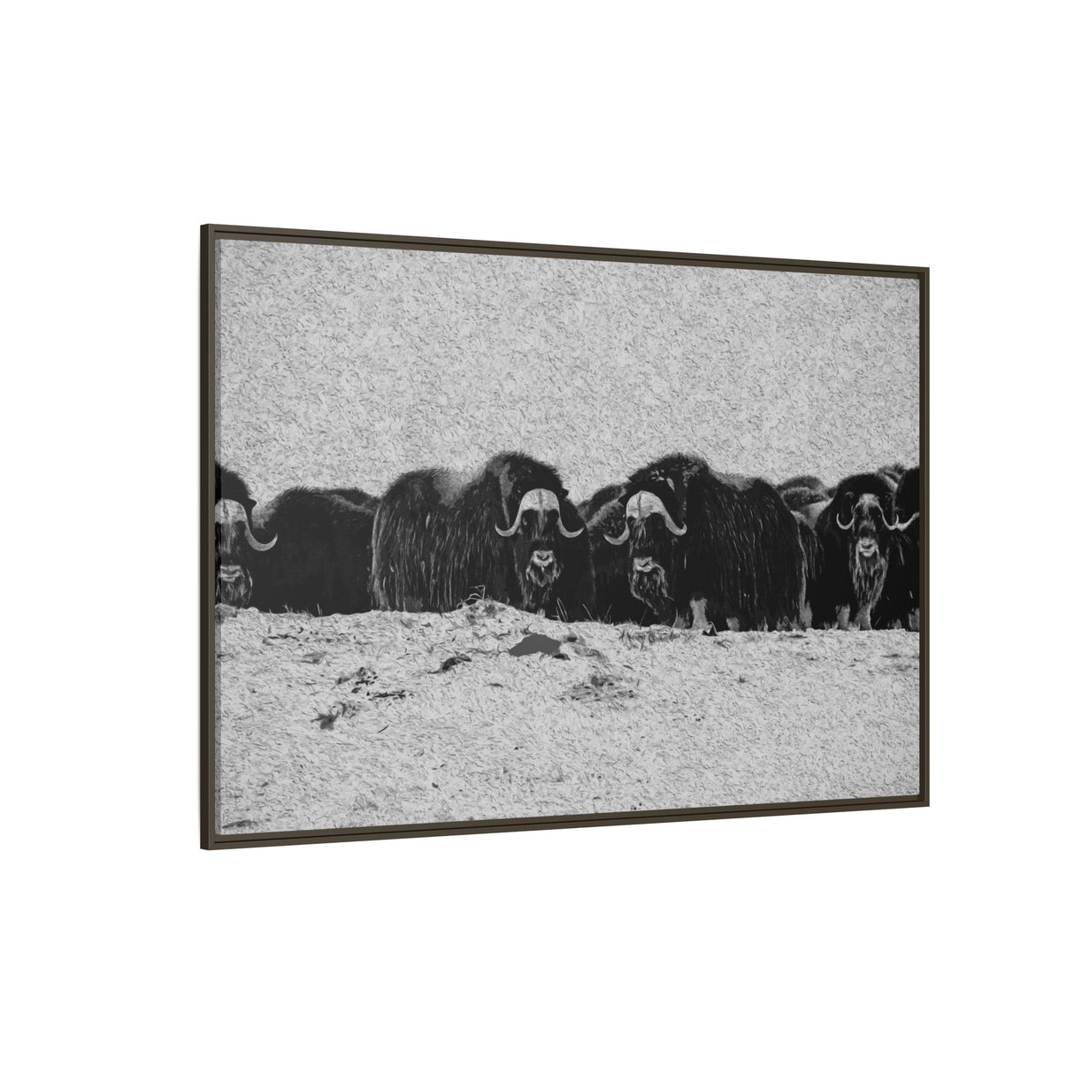 Musk Oxen in Winter