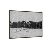 Musk Oxen in Winter