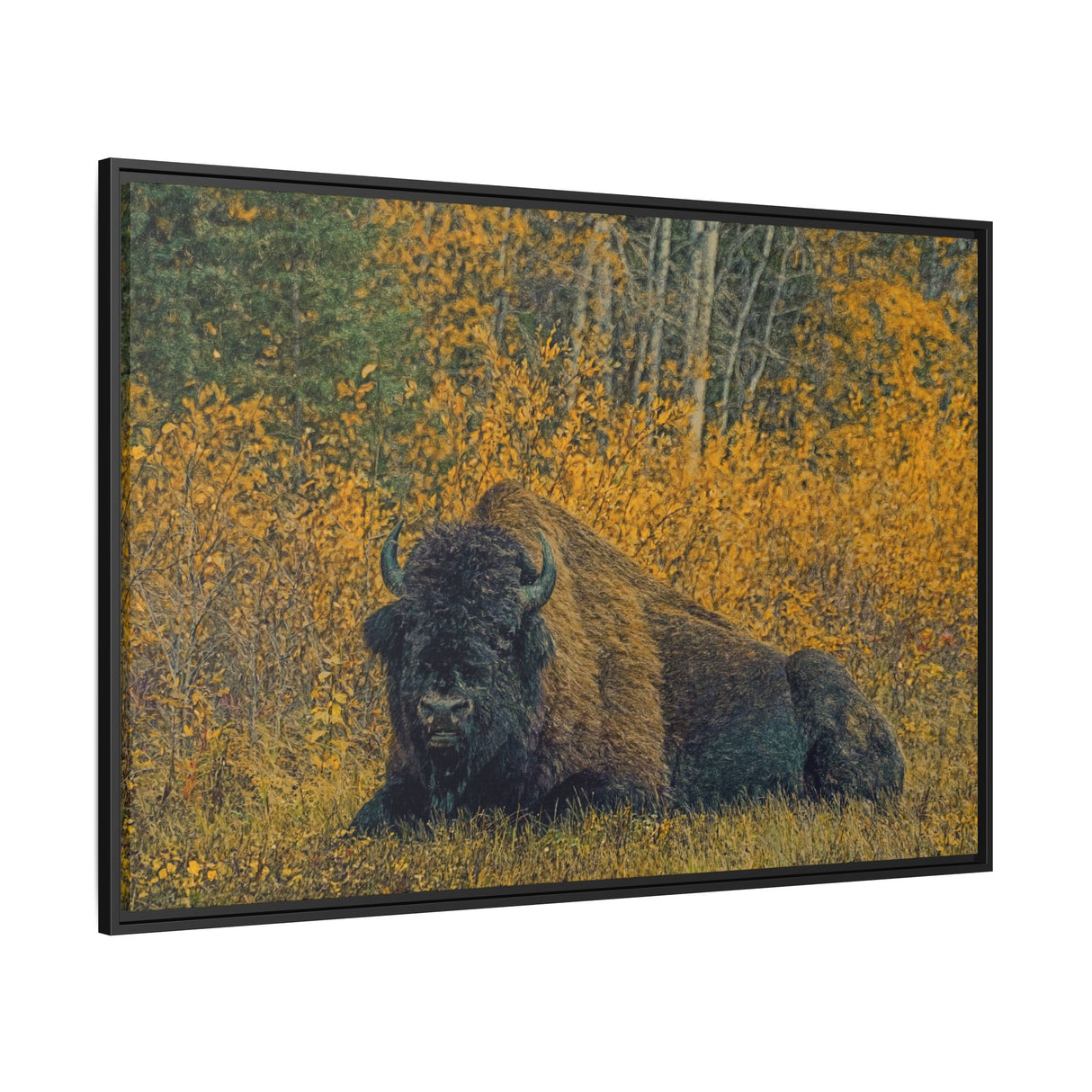 Resting Bison in Autumn, Wood Buffalo National Park