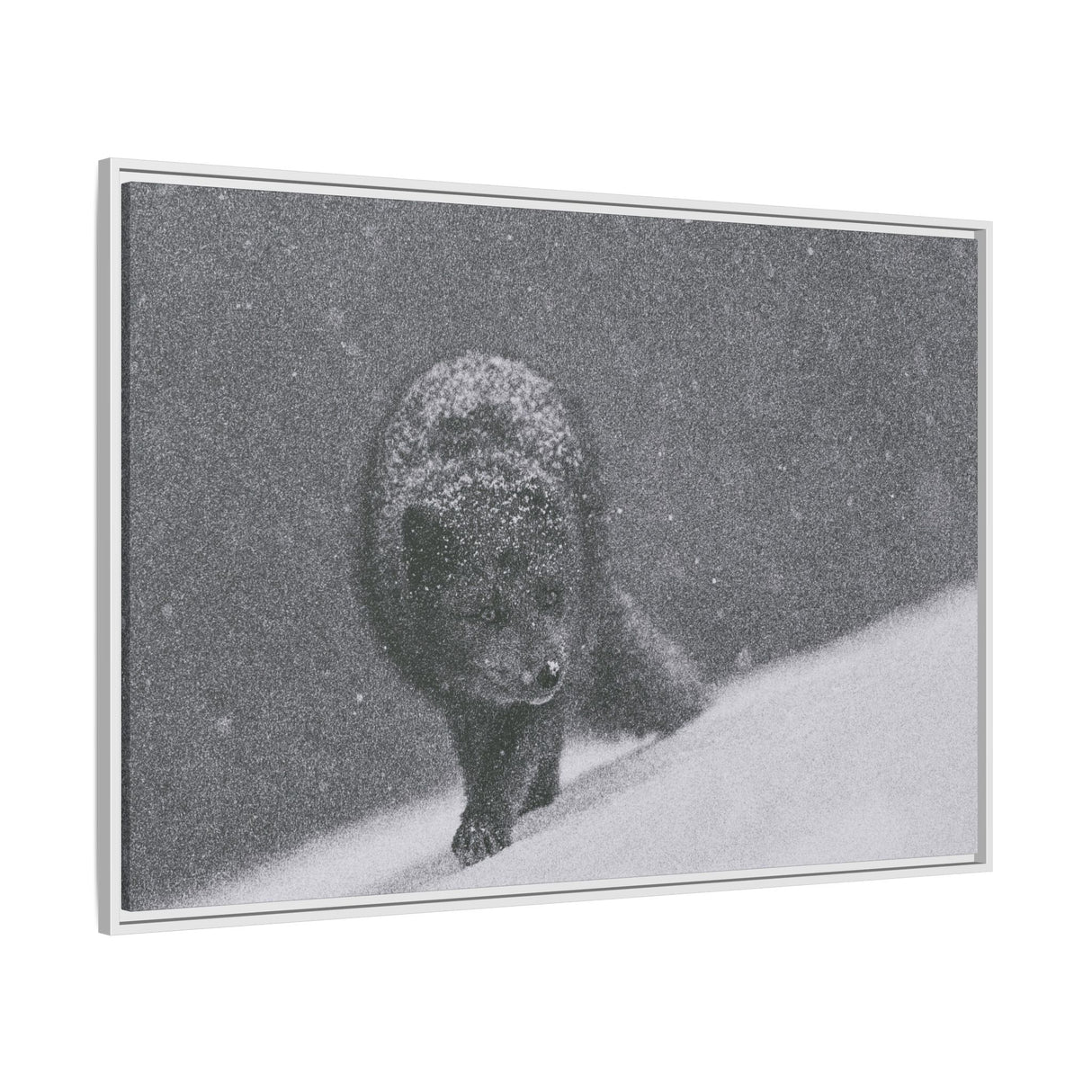 Arctic Fox in Snowfall, Quttinirpaaq National Park