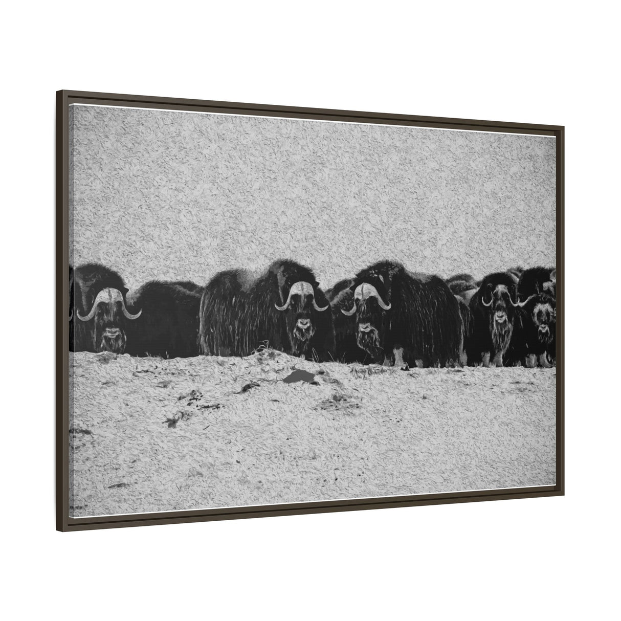 Musk Oxen of the Arctic Tundra, Sirmilik National Park