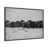 Musk Oxen of the Arctic Tundra, Sirmilik National Park
