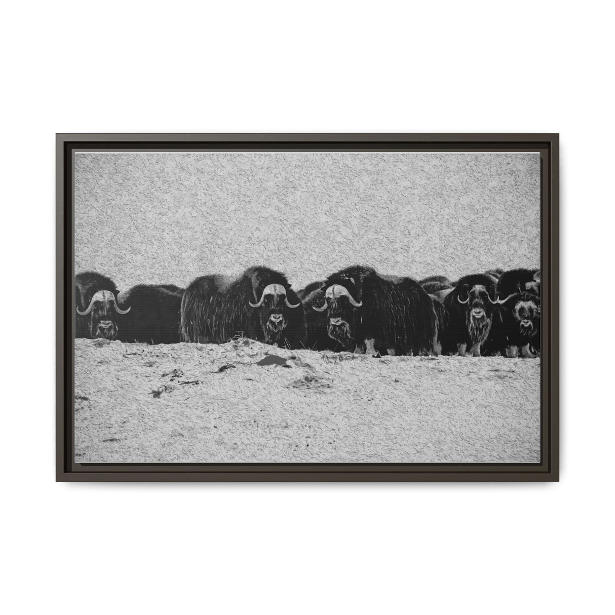Musk Oxen of the Arctic Tundra, Sirmilik National Park