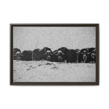 Musk Oxen of the Arctic Tundra, Sirmilik National Park
