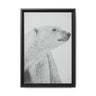 Polar Bear Portrait, Ukkusiksalik National Park