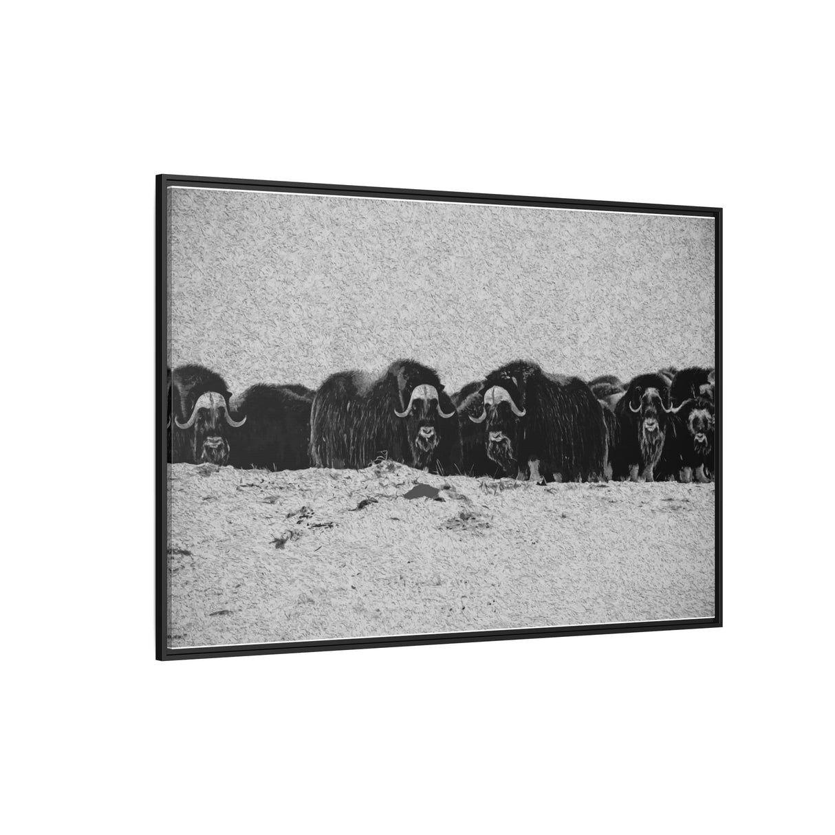 Musk Oxen of the Arctic Tundra, Sirmilik National Park