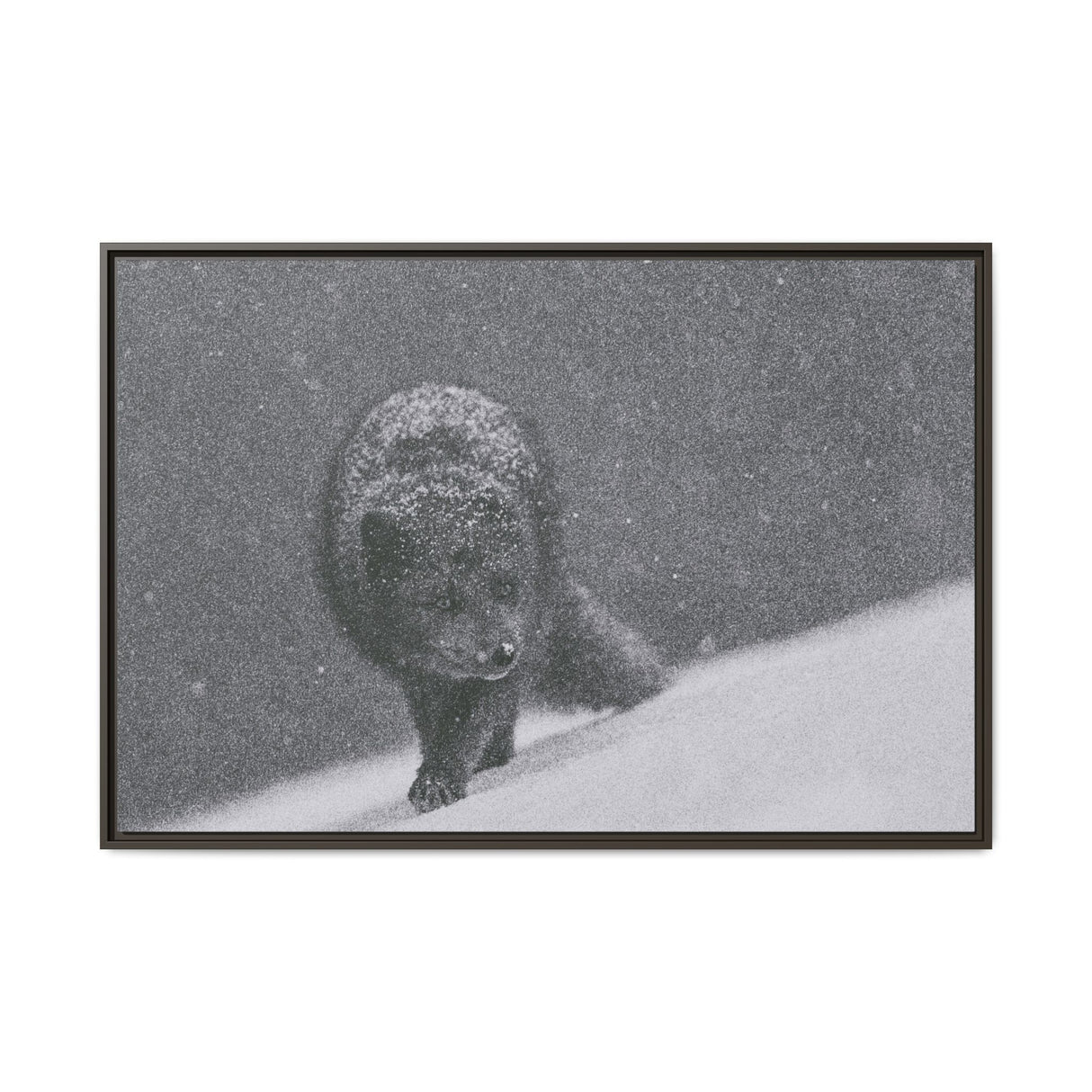 Arctic Fox in Snowfall, Quttinirpaaq National Park
