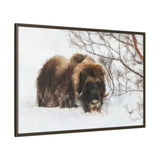 Muskox in Winter Silence, Aulavik National Park