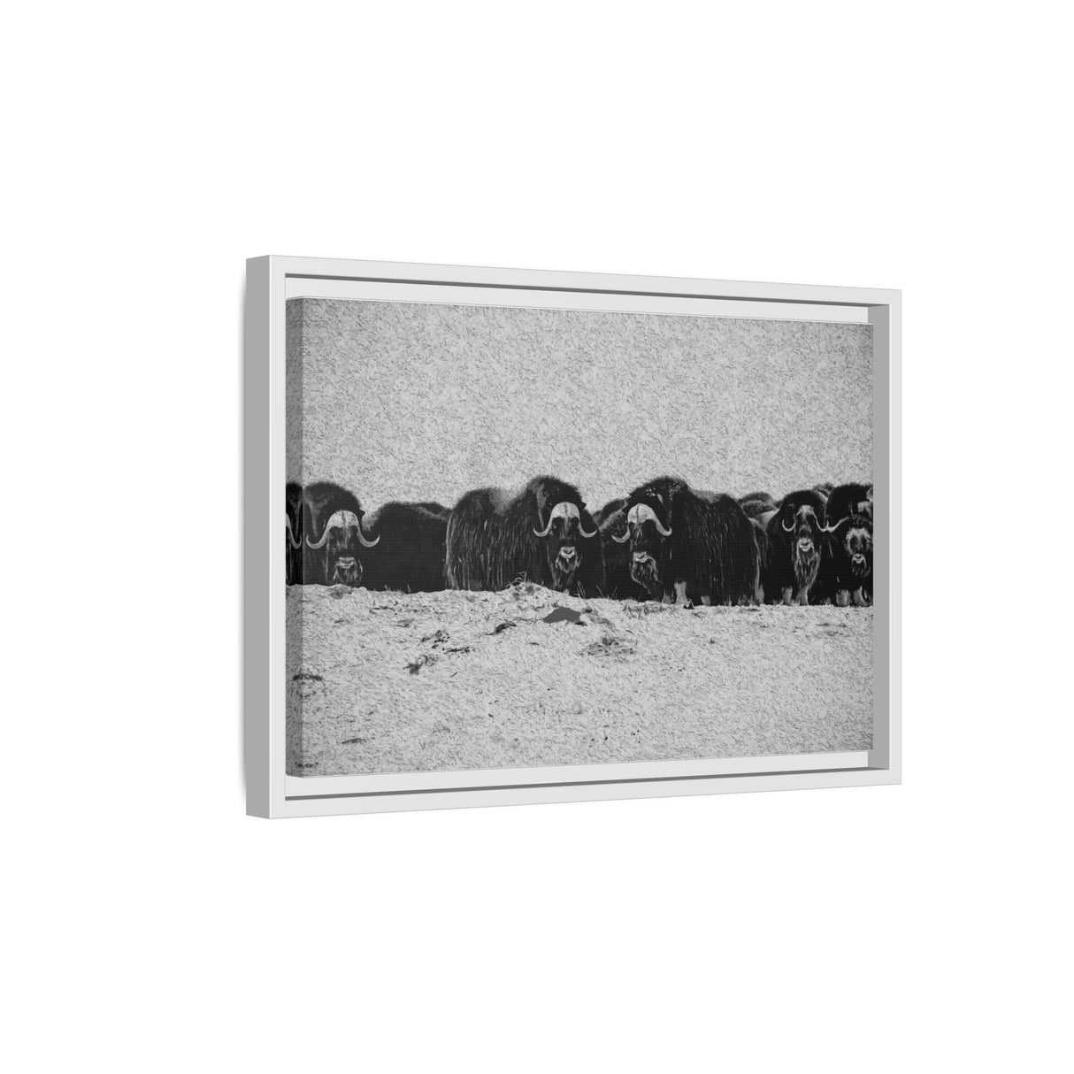 Musk Oxen of the Arctic Tundra, Sirmilik National Park