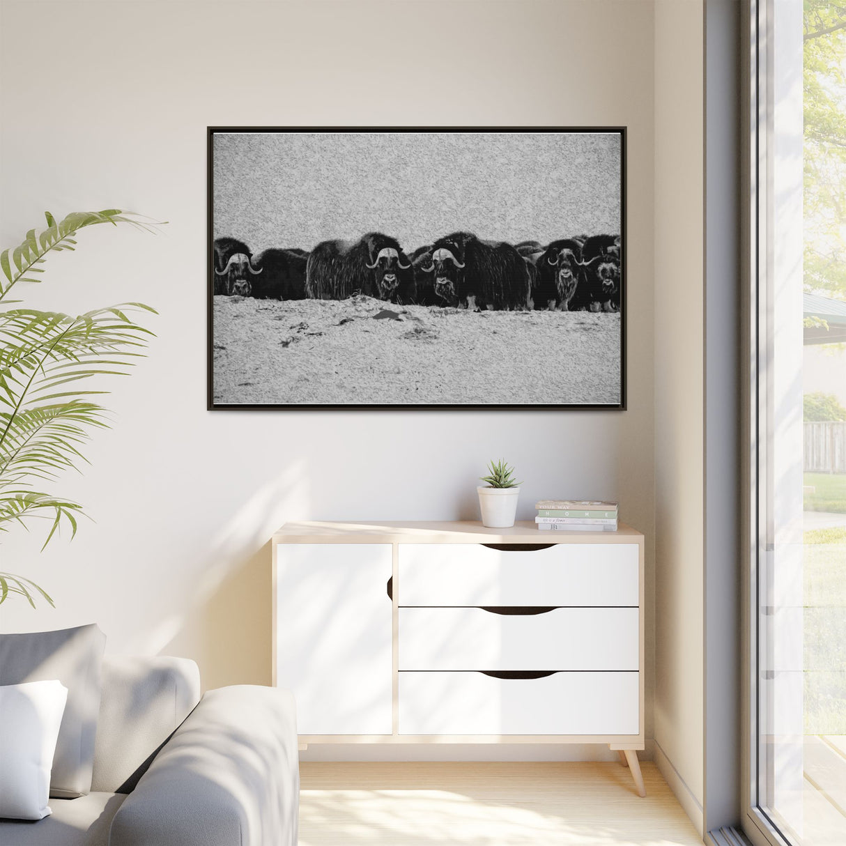Musk Oxen of the Arctic Tundra, Sirmilik National Park