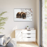 Muskox in Winter Silence, Aulavik National Park