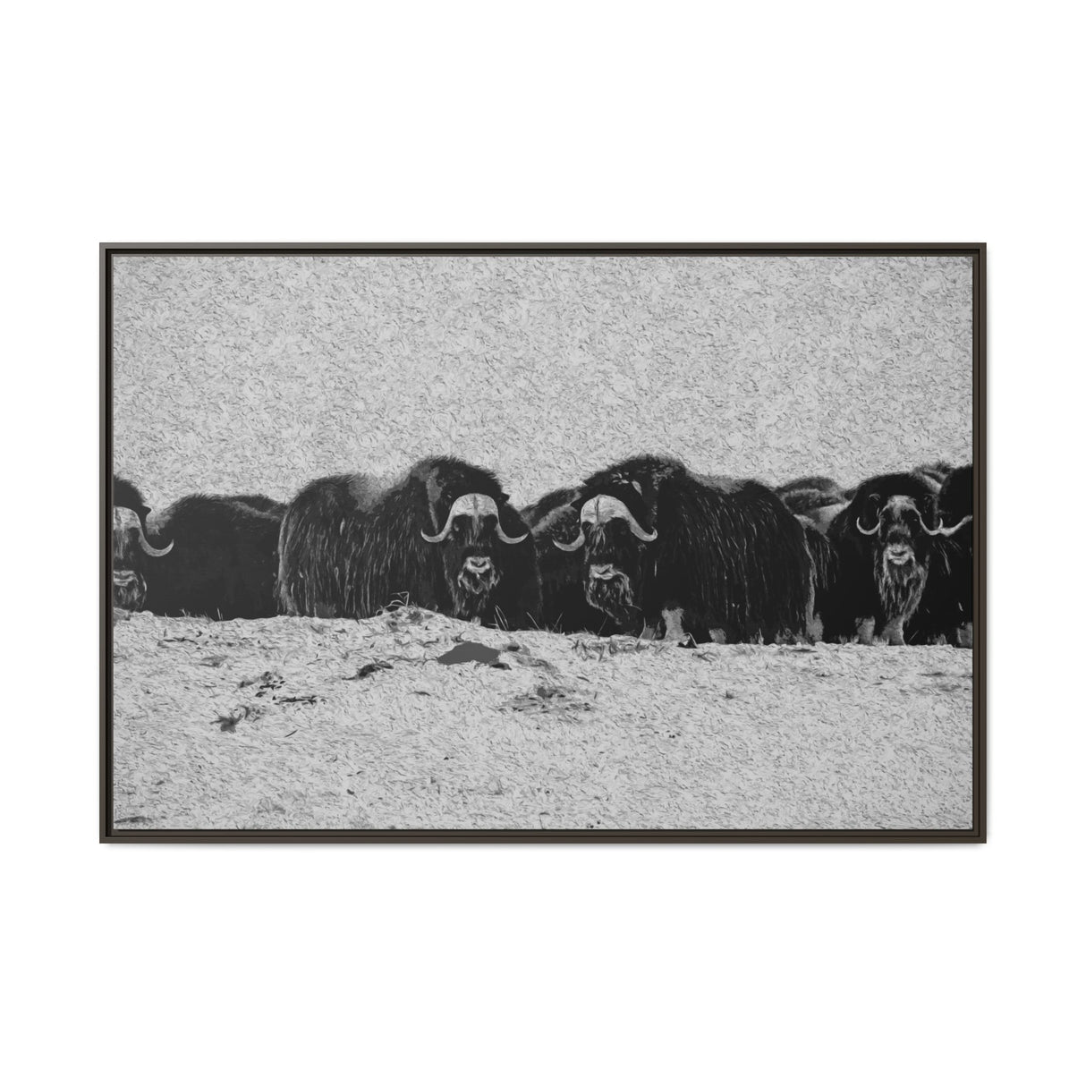Musk Oxen in Winter