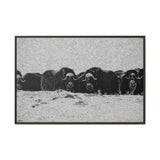 Musk Oxen in Winter
