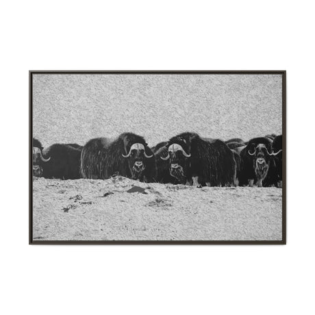 Musk Oxen in Winter