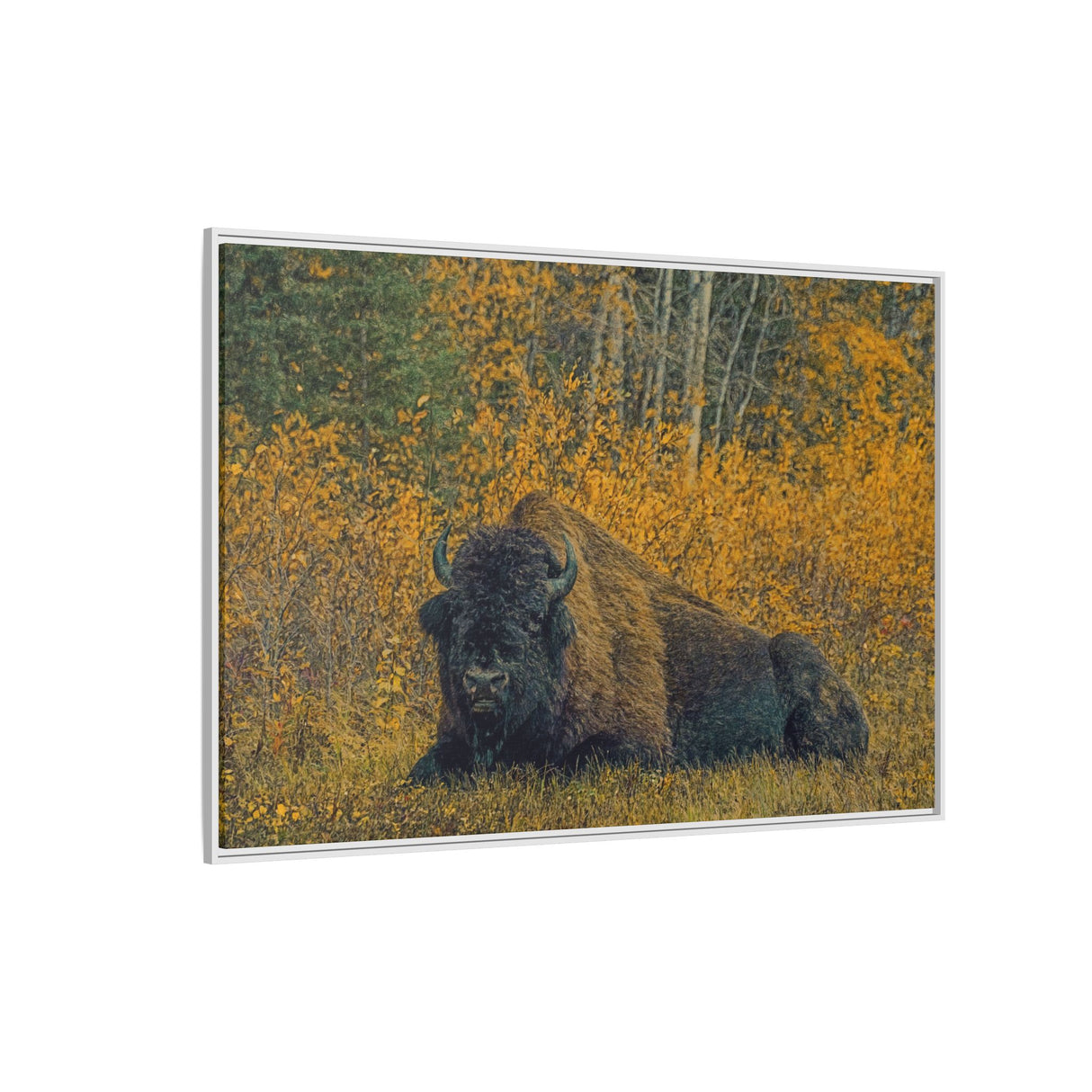 Resting Bison in Autumn, Wood Buffalo National Park