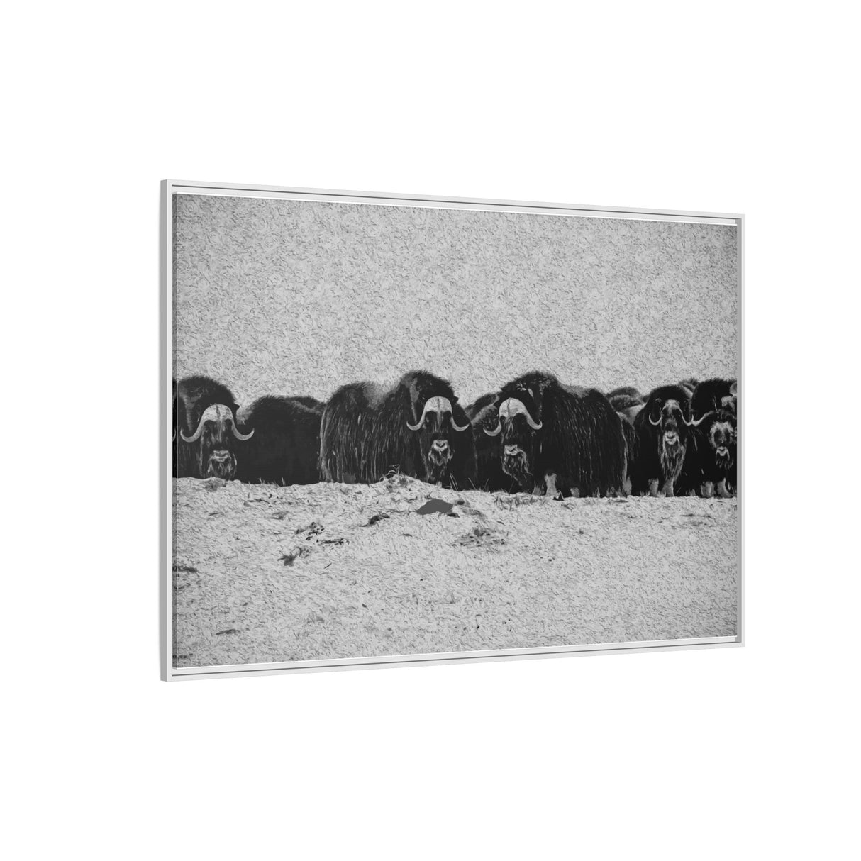 Musk Oxen of the Arctic Tundra, Sirmilik National Park