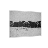 Musk Oxen of the Arctic Tundra, Sirmilik National Park