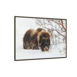 Muskox in Winter Silence, Aulavik National Park