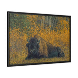 Resting Bison in Autumn, Wood Buffalo National Park