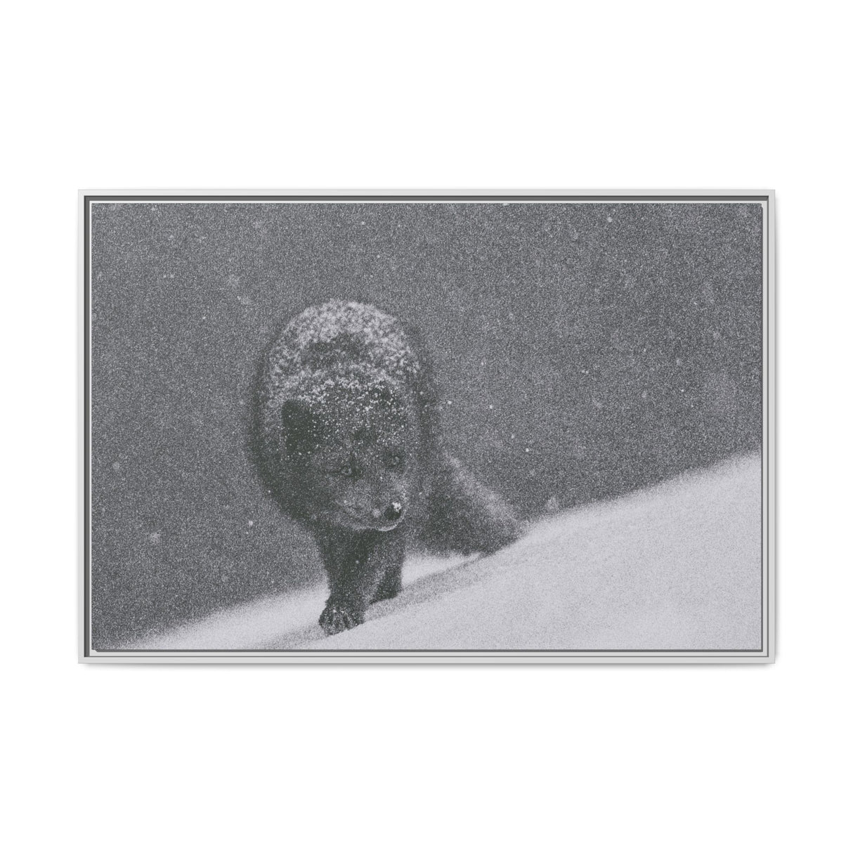Arctic Fox in Snowfall, Quttinirpaaq National Park