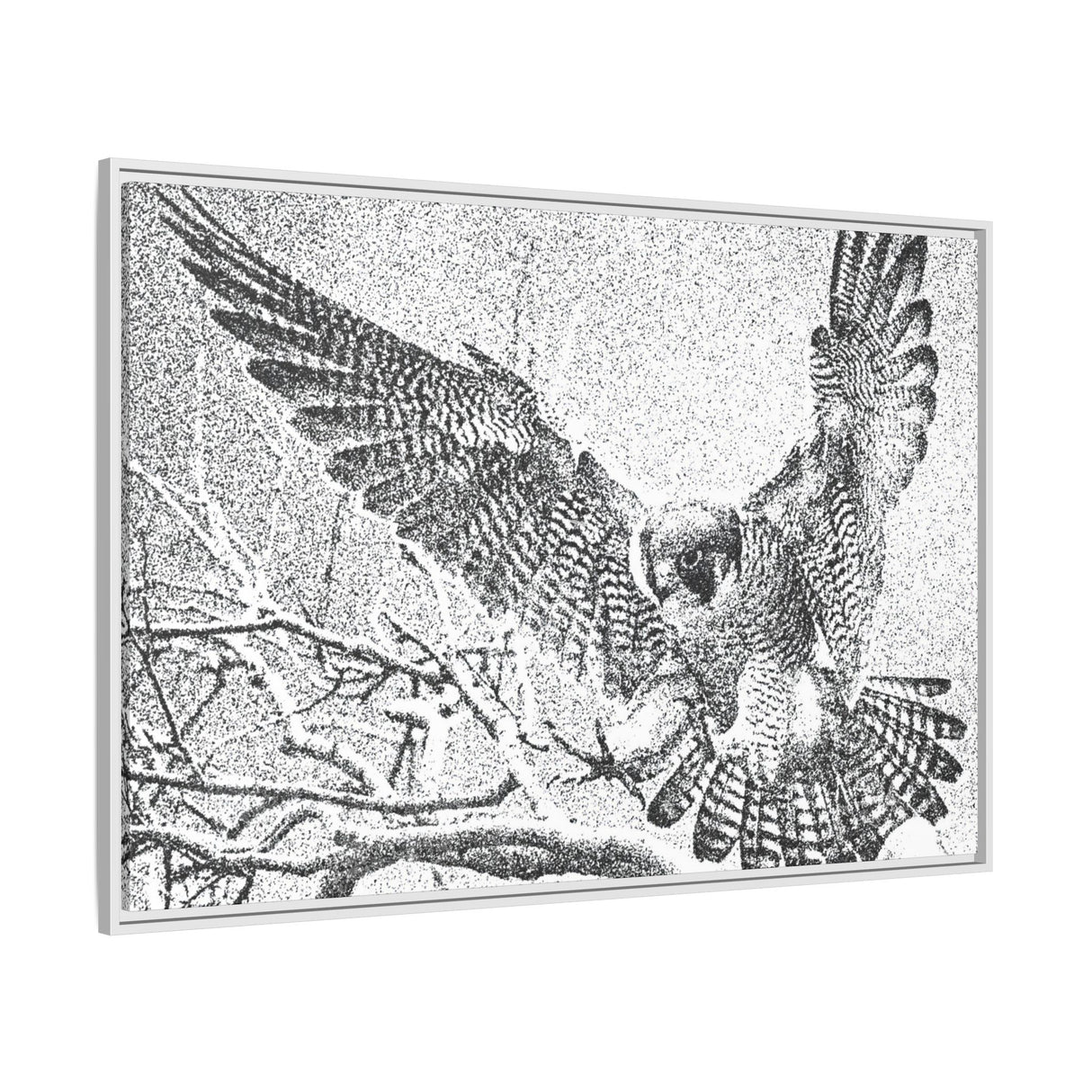 Peregrine Falcon in Flight, Tuktut Nogait National Park