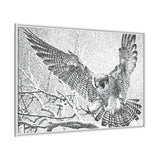 Peregrine Falcon in Flight, Tuktut Nogait National Park