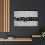 Musk Oxen of the Arctic Tundra, Sirmilik National Park