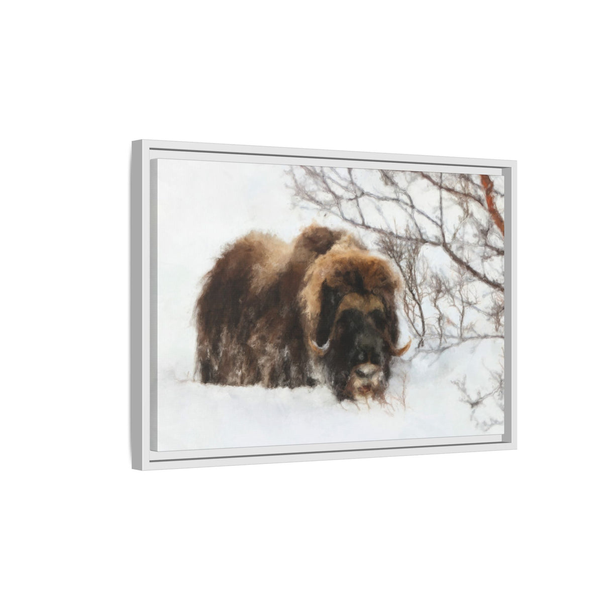 Muskox in Winter Silence, Aulavik National Park