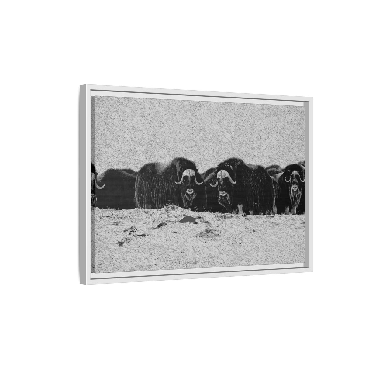 Musk Oxen in Winter