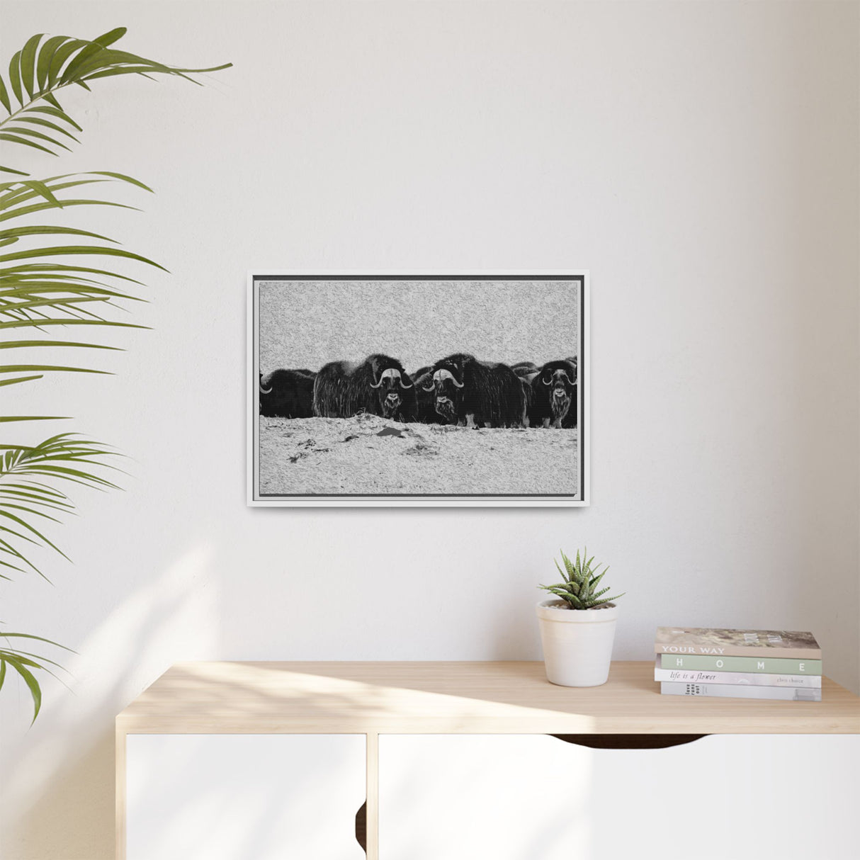 Musk Oxen in Winter