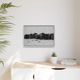 Musk Oxen in Winter