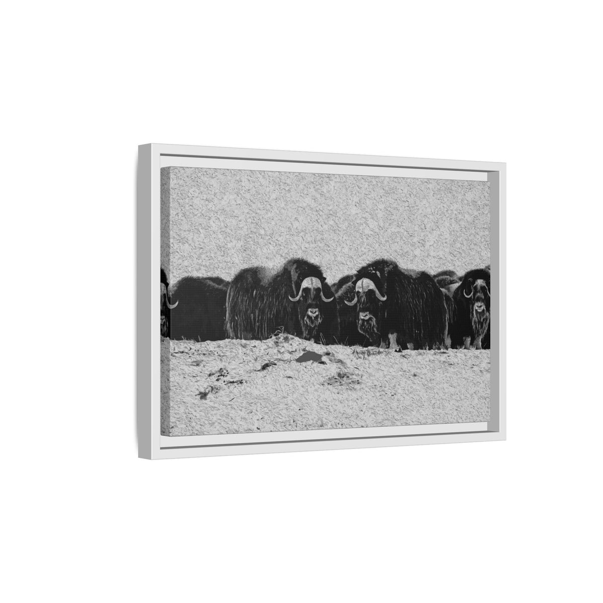 Musk Oxen in Winter