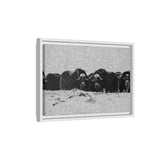 Musk Oxen in Winter