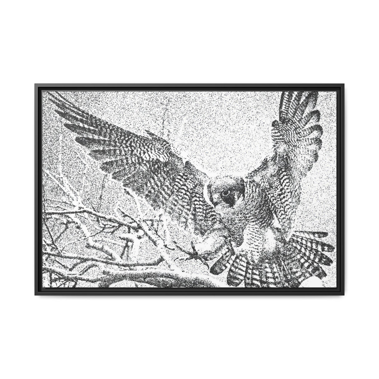 Peregrine Falcon in Flight, Tuktut Nogait National Park