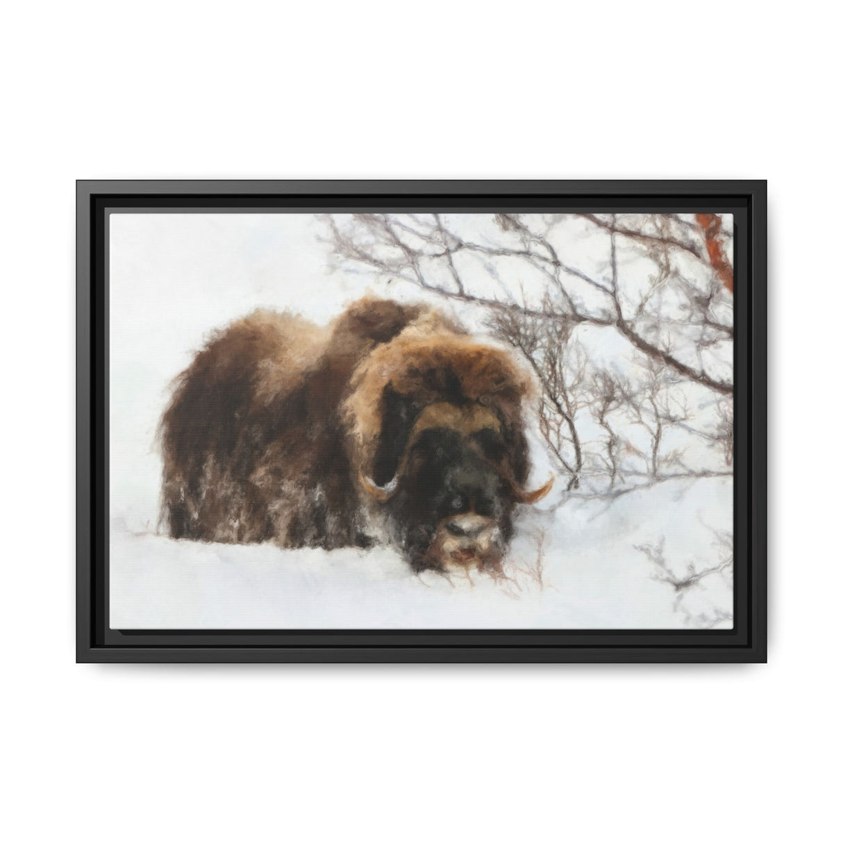 Muskox in Winter Silence, Aulavik National Park