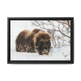 Muskox in Winter Silence, Aulavik National Park