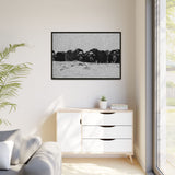 Musk Oxen in Winter