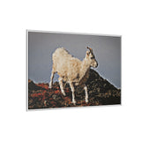 Dall’s Sheep on Rocky Ridge, Nááts'įhch'oh National Park